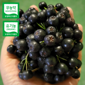 [산지직송] 알이꽉찬 건강한비타민 아로니아 생과, 1박스, 5kg(특품)