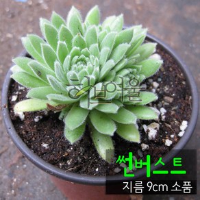 [허브여울바위솔] 바위솔모음 (노지월동/모종) 지름 9cm 소품 & 15cm 중품 다육화분