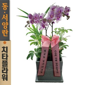 치타플라워 서양란 미니 핑크 호접 레이 [sn04-A051701] 승진 축하 개업 화분 서양난 동양난 동양란 전국 배송, 1개