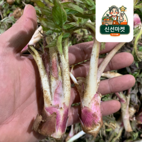 [신선마켓] 땅두릅 참두릅 독활 두릅 산지직송, 1박스, 300g