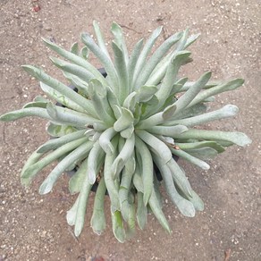 [수암다육] 세네시오스푼 랜덤발송 Senecio Scaposus var. Addoensis 다육 다육이 다육식물 반려식물 국민다육