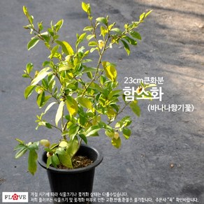 함소화(큰화분), 1개