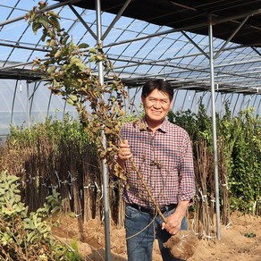 사과나무 묘목 3년생 기둥사과 결실주, 1개, 기둥사과 3년생 결실주