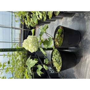 불두화 15cm 화분묘 묘목(포트묘), 하얀색~붉은색, 1개