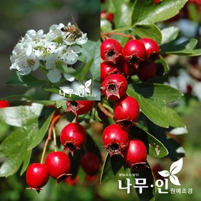 [나무인] 루비산사 묘목, 1개