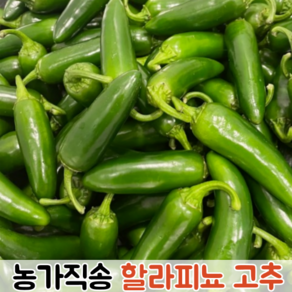 매콤 아삭 국내산 생 할라피뇨 고추 1kg 2kg / 생할라피뇨 할라피뇨고추 퍼팩트고추 아삭이고추 퍼펙트아삭이 할라피뇨생고추 고추장아찌 퍼펙트고추 할라피뇨피클 생할라피뇨고추, 1개