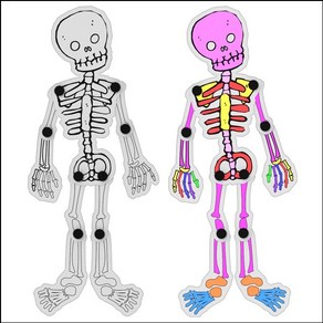 창작용 인체골격 만들기 5인용