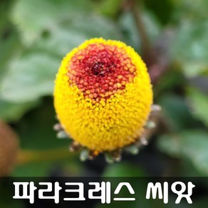 [해피플라워] 에그볼 파라크레스 씨앗 0.1g(약 100립) / 봄 여름 파종 꽃씨, 1개