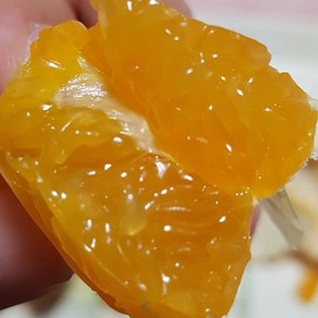 [마지막기회] 100박스한정이벤트 제주도품평회수상 53년명가농장직송 한라봉, 1박스, 5kg(로얄)
