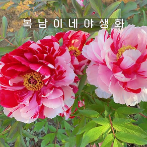 개량꽃목단 도금 3지이상 [1뿌리 복남이네야생화 목단 피오니 peony] 뿌리묘, 1개