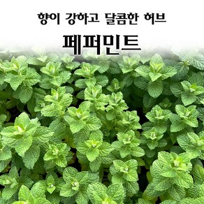 [모종심는아빠] 향이 강하고 달콤한 허브 페퍼민트 모종, 1개