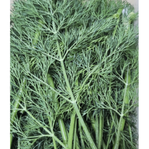 딜 10g 100g 500g / 딜허브 허브딜 dill