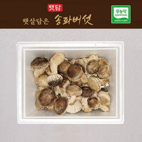 [3+1] 햇담송화버섯 정품중급 500g 1kg 농협에 납품하는 무농약 이천 햇살가득담은 송고버섯, 1개