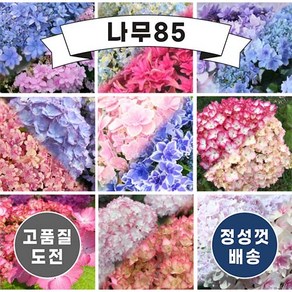 (나무85) 일본수국 15cm 화분