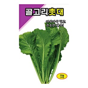 골고리촛대 씨앗 20g, 1개