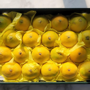 [청년고을]청정제주 프리미엄 황금향 추석 선물세트, 2kg(5-12과), 1개