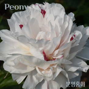 작약(Peony) 숙근 입고 특대품 설영홍화(5~6촉) 금강원예, 1개