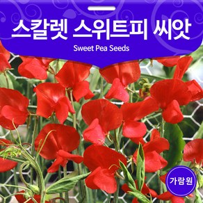 레드 스위트피 씨앗 꽃씨 꽃씨앗 야생화 종자 10알