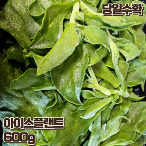 아이스플랜트 얼음채소 샐러드 쌈채소 당일수확 아삭아삭한 맛, 1개, 600g