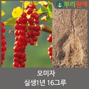 오미자묘목 오미자나무 오미자모종 2년생 10그루1묶음 n14
