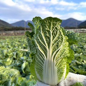 대자연 봄동 알배기 배추 [산지직송] 쌈배추 알배추, 2포기