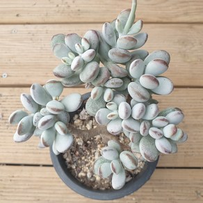 [수암다육] 방울복랑 랜덤발송 Cotyledon orbiculata cv 랜덤발송 다육 다육이 다육식물 329