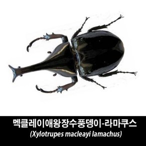 멕클레이애왕장수풍뎅이표본-Xylotupes macleayi lamachus, 수컷 65~69mm, 1개