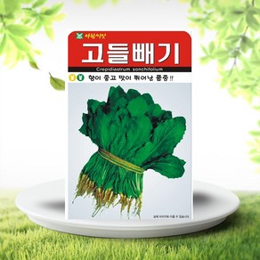 고들빼기씨앗 아람고들빼기 3000립 월동 가을 봄 파종, 1개