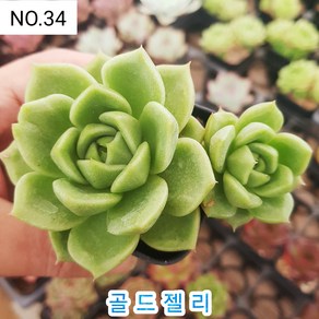 다육식물- 희귀 다육 100가지 모아보기, [NO. 34] 5.5cm 포트, 1개