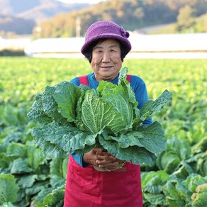 괴산 고랭지 절임배추 20kg 날짜지정 예약가능, 11월 17일 금요일