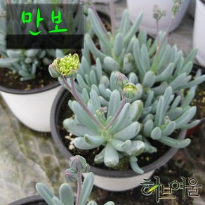 허브여울다육 만보 지름 9cm 소품화분, 1개