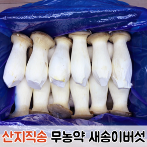 [산지직송] 향이 진하고 쫄깃쫄깃 무농약 새송이버섯 1kg 2kg / 버섯 새송이 새송이버섯2kg 못난이새송이버섯 꼬마새송이버섯 못난이버섯