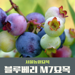 서울농원묘목/블루베리 M7 나무묘목 과실수 유실수 조경수, 1개