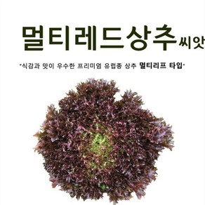 멀티레드 상추씨앗 (100립) 프리미엄 유럽상추, 1개