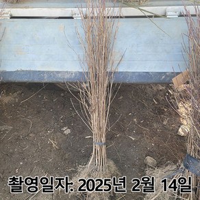 충주원예조경 / 산딸나무 / 실생2년 / 1등묘, 1개