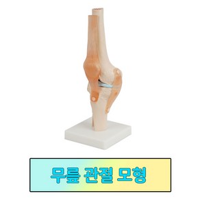 무릅 관절 모형