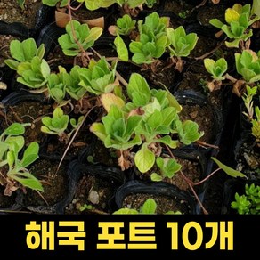 해국모종 식목일 10개 원예 포트 들꽃 야생화 정원