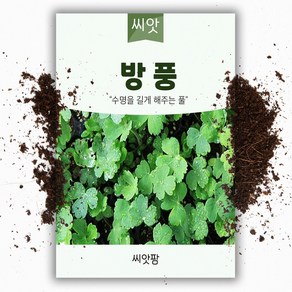 방풍씨앗 (200립)