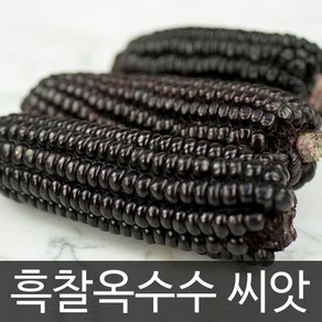 흑찰 옥수수 씨앗 검정 흑 검은 채소 종자 씨 30g, 1개