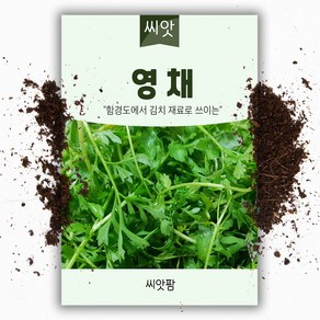 영채(산갓) 씨앗 (5g), 1개