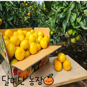 제주 고당고 조생 노지 감귤 3kg 5kg 10kg [원산지:국산(제주특별자치도 서귀포시)], 1박스, 2키로