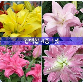 향기 겹백합 구근(4종)1셋, 1개