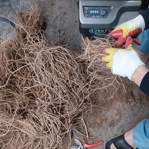 야생 자연산 생우슬1kg 산에서 채취 깨끗한 손질 자연건조 우슬뿌리 쇠무릎 생우슬초 일차 흙제거 후 발송, 1개