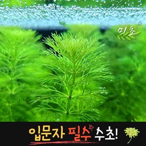 [미초] 암브리아 수초 15촉 / 치어 수초 / 초보자 수초 / 구피 수초