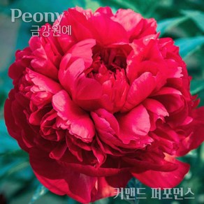 작약(Peony) 숙근 입고 커맨드 퍼포먼스(2~3촉) 금강원, 1개