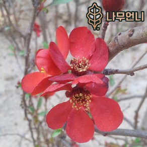 명자나무 흑광명자 묘목 키60cm 개화주 나무언니, 3개