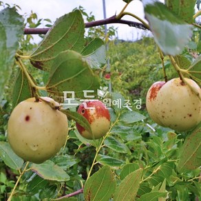 [모든원예조경] 왕대추나무 (접목1년생) 특묘 대추묘목 사과 다왕자오, 1개