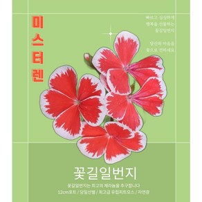 제라늄농장 (12호) 미스터렌 유럽제라늄 / 독특한 꽃잎물듬이 아름다운 제라늄 / 제라늄농장직판, 1개