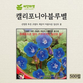 세계종묘 캘리포니아블루벨 씨앗 500립, 1개