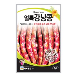 모칸도 세계종묘 강낭콩씨앗 얼룩 강낭콩 30g, 1개